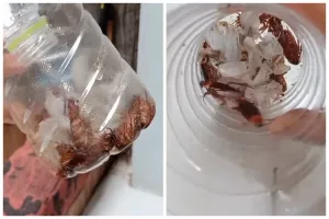 Cara sederhana bikin perangkap kecoak pakai 2 bahan dapur, ampuh dan mudah dibuat
