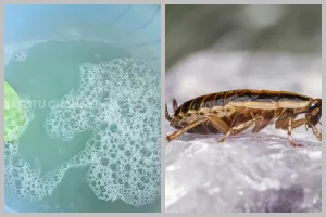 Cuma pakai 2 bahan dapur, begini cara ampuh basmi kecoak tanpa perlu bikin perangkap