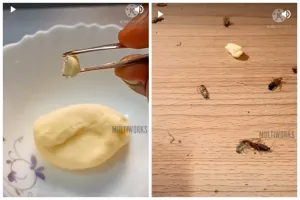 Tanpa diberi air, begini cara buat racun pembasmi kecoak dengan 1 bahan makanan