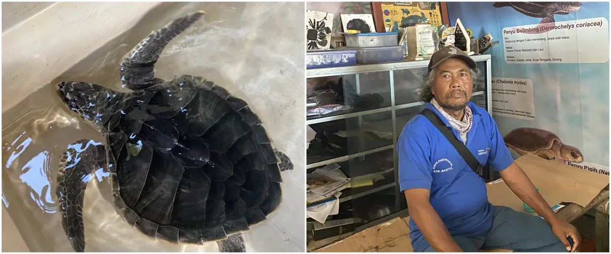 Kisah Sarwidi dulu pemburu kini dedikasikan hidup demi kelestarian penyu Pantai Pelangi Bantul