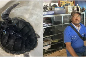 Kisah Sarwidi dulu pemburu kini dedikasikan hidup demi kelestarian penyu Pantai Pelangi Bantul