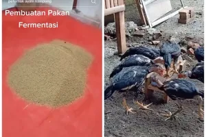 Trik sederhana bikin pakan ayam fermentasi, baik untuk pencernaan ternak