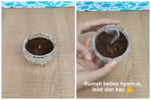 Tanpa jeruk nipis, ini trik usir nyamuk dan lalat sekaligus bikin ruangan wangi dengan 2 bahan dapur