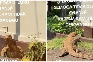 Biawak segede buaya keliaran di perumahan aslinya seram tapi warga nggak takut, ternyata ini sebabnya