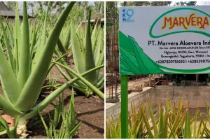 Kisah Nanang bangun bisnis lidah buaya, pilih resign dari pabrik kini punya PT beromzet puluhan juta