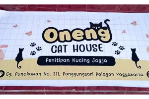 Bingung cari kerja, mahasiswa ini ubah kecintaannya pada kucing jadi untung jutaan rupiah