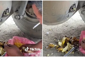 Pria masukkan pisang ke gardan truk ini tuai perdebatan, ternyata begini fungsinya
