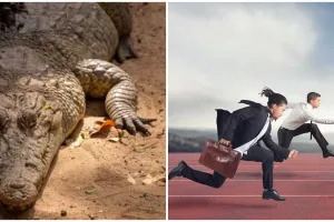 11 Arti mimpi digigit buaya menurut psikologi dan primbon Jawa, akan ada bahaya dalam pekerjaan