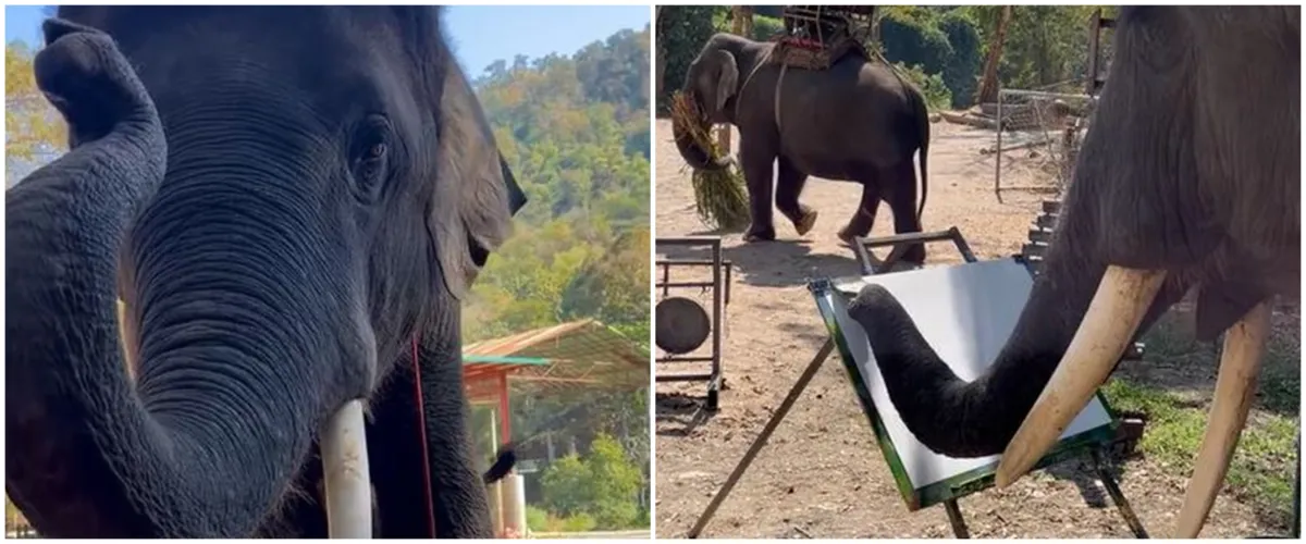 Momen gajah melukis pemandangan indah ini bikin setengah percaya, hasil coretannya bikin melongo