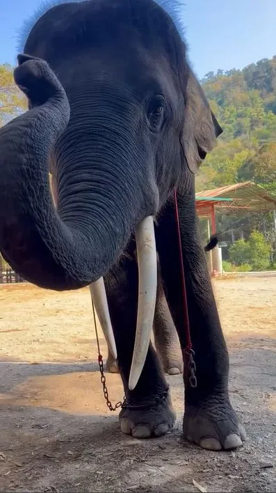 Momen gajah melukis pemandangan indah TikTok Momen gajah melukis pemandangan indah TikTok