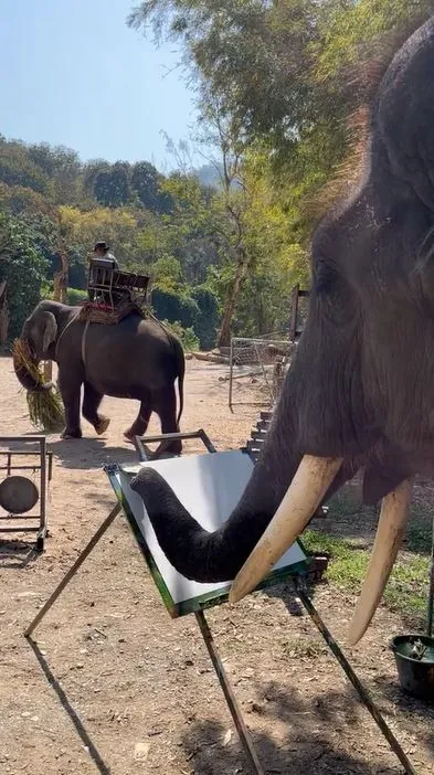 Momen gajah melukis pemandangan indah TikTok Momen gajah melukis pemandangan indah TikTok