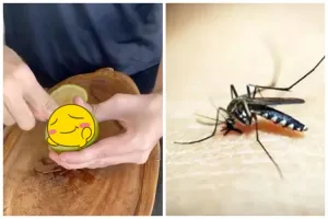 Nggak perlu menabur garam, ini cara ampuh mengusir nyamuk di rumah cuma pakai 2 bahan dapur