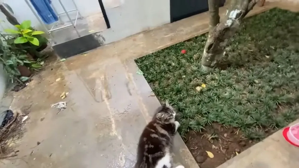 dapur komika wira nagara © 2024 YouTube dapur komika wira nagara © 2024 YouTube