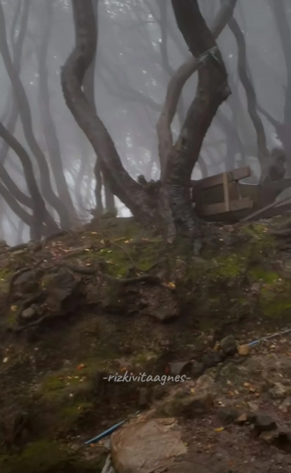 penampakan halaman belakang warung © TikTok penampakan halaman belakang warung © TikTok