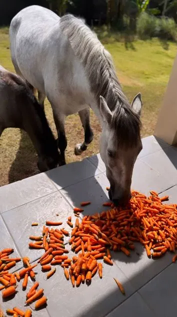 chacha frederica ubah jadi mini zoo © 2024 Instagram chacha frederica ubah jadi mini zoo © 2024 Instagram