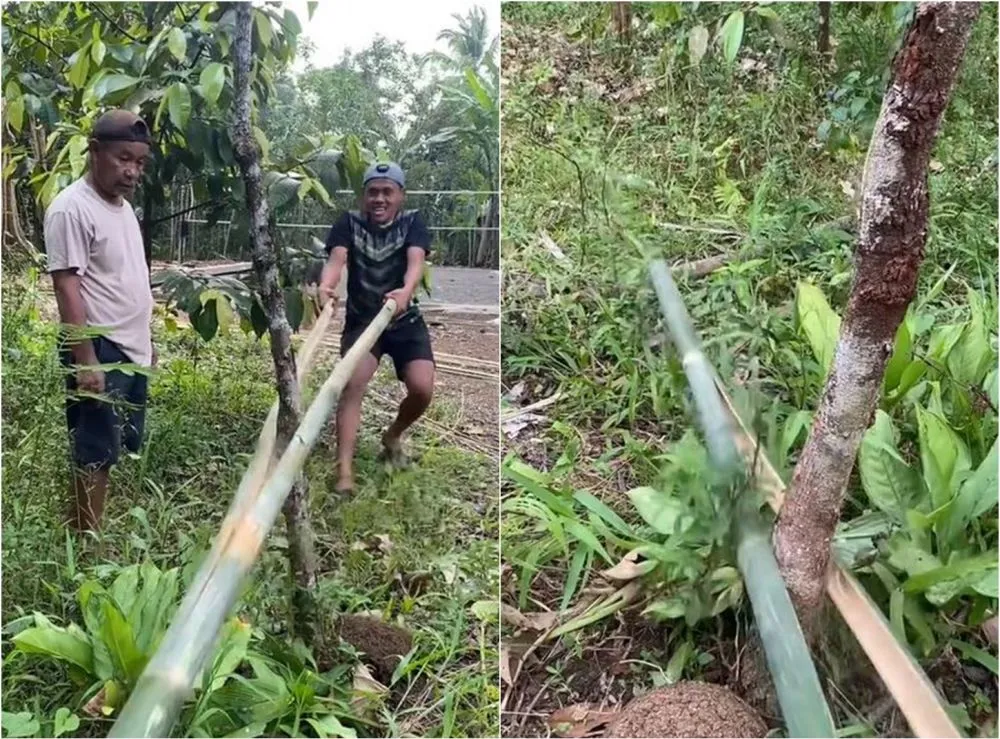 Lifehack nyeleneh membelah bambu efektif TikTok