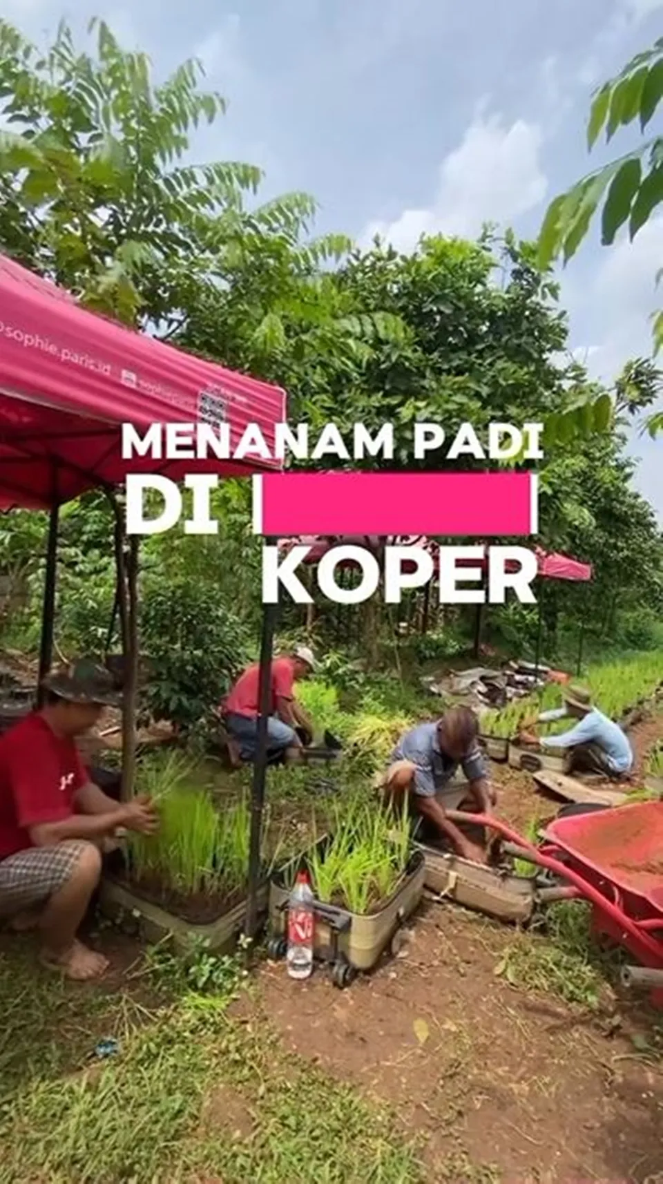 lifehack pertanian tanam padi di dalam koper Instagram