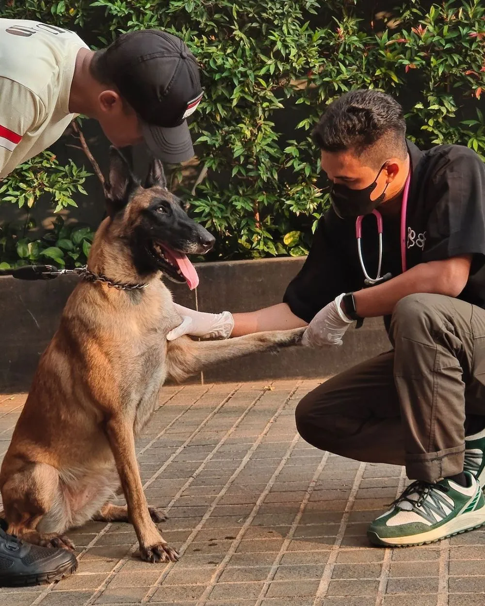 pihak plaza indonesia buka suara beber kondisi anjing © instagram pihak plaza indonesia buka suara beber kondisi anjing © instagram