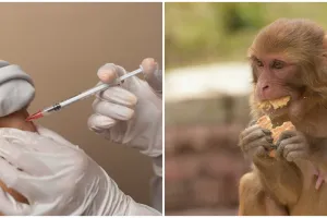 Waspada virus cacar monyet, kenali gejala, penyebab, dan cara pencegahannya