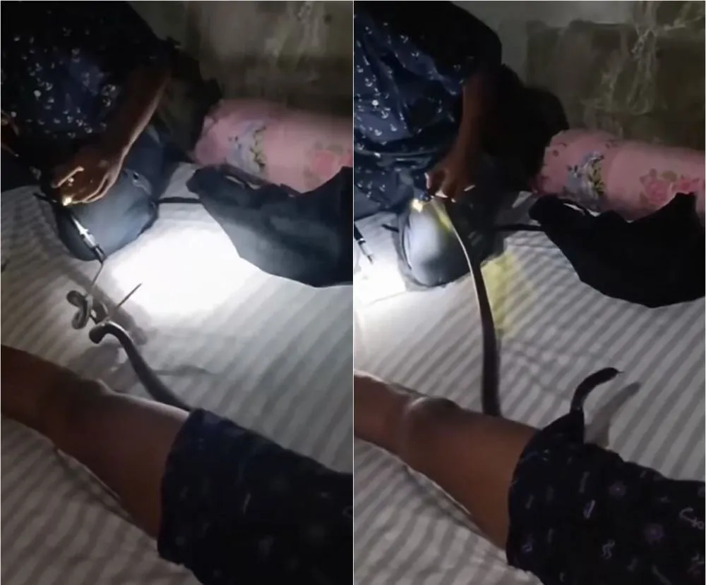 Momen ular kobra masuk ke celana dalam pria yang tidur Instagram