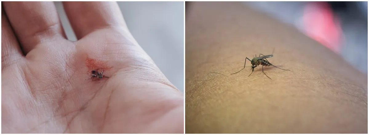 Lindungi diri dari demam berdarah (DBD), ini 9 cara agar terhindar dari gigitan nyamuk