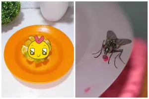 Tanpa semprot obat serangga, ini trik ampuh usir lalat secara alami biar nggak balik lagi