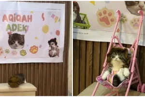 Momen cewek bikin akikah kucing ini meriah pol, undangan online capai 17 ribu tamu