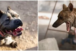 Cara mengatasi gigitan anjing agar tidak rabies, ini 12 tips dan trik yang wajib diketahui