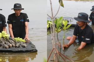 Selamatkan lahan dari abrasi, BRI Salurkan ribuan bibit mangrove kelompok tani di Muaragembong