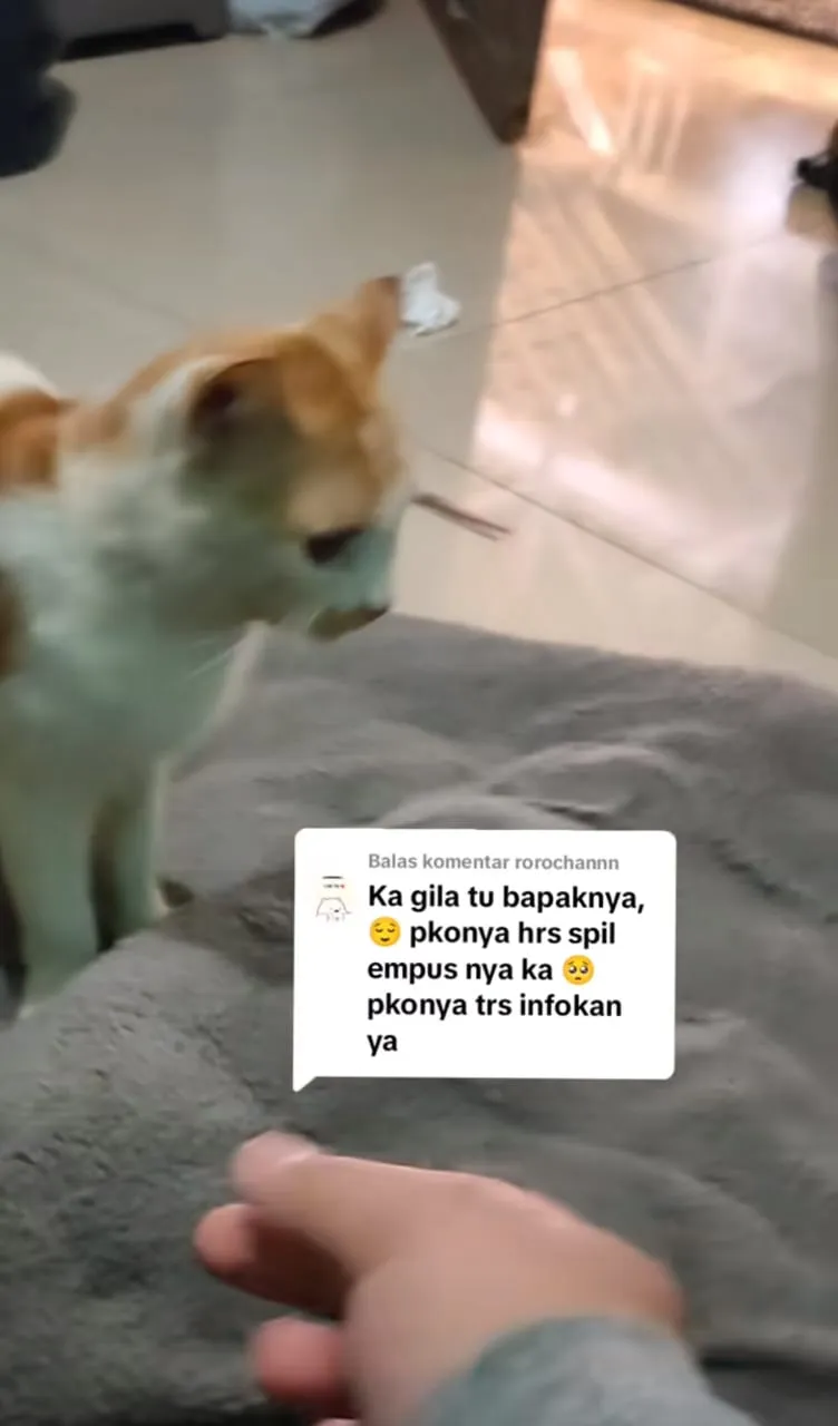 bapak kos makan kucing TikTok
