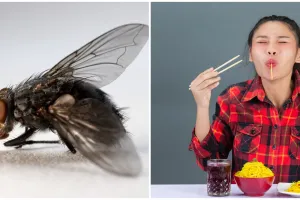 9 Cara mengusir lalat yang ampuh, mudah, praktis, dan cepat