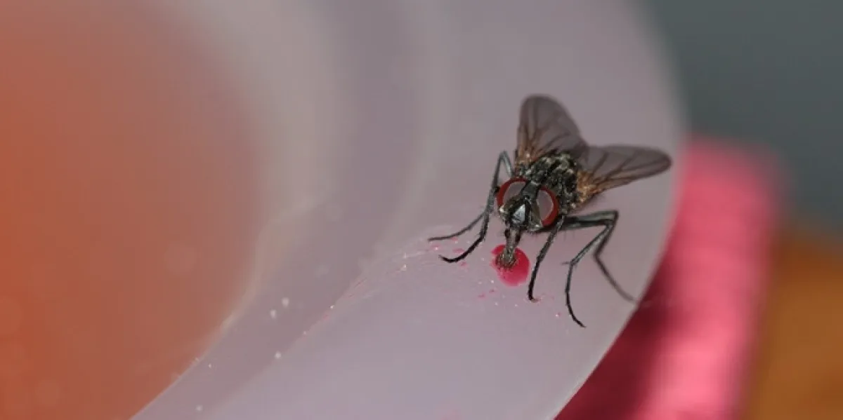 3 Macam bentuk mulut pada serangga, dilengkapi contohnya