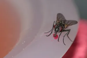 3 Macam bentuk mulut pada serangga, dilengkapi contohnya