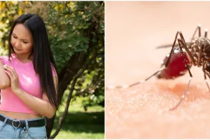 Apa itu penyakit Japanese Encephalitis, kenali gejala, penyebab, dan cara mengatasinya