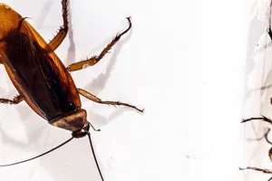 Kecoa hidup bersarang di usus Pria India, awalnya dikira sakit perut biasa