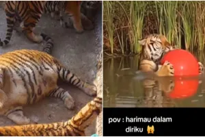 [KUIS] Temukan sisi harimau dalam dirimu lewat pilihan ini, bakal ketahuan kamu aslinya seperti apa