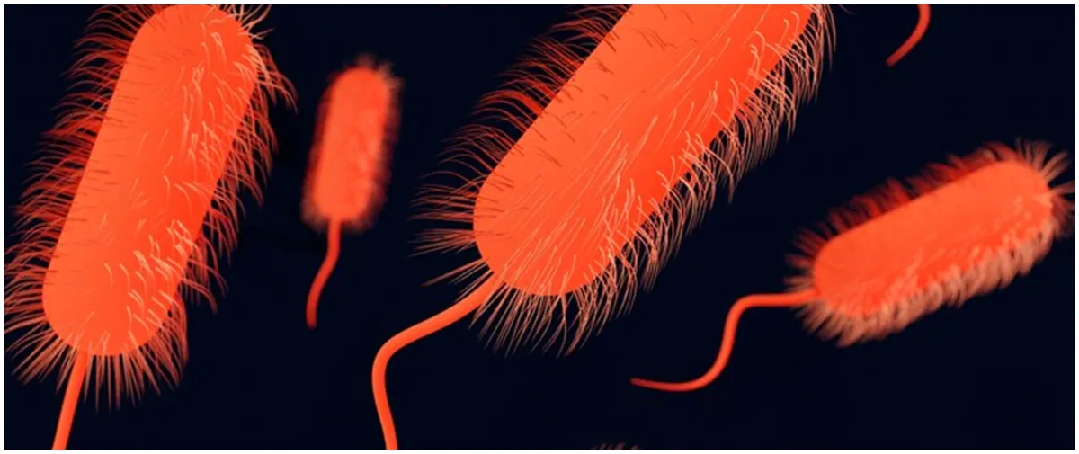 Kenali 11 gejala infeksi E. Coli, lengkap dengan cara mengobatinya