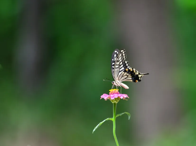 makna seputar hewan masuk rumah © 2024 freepik.com