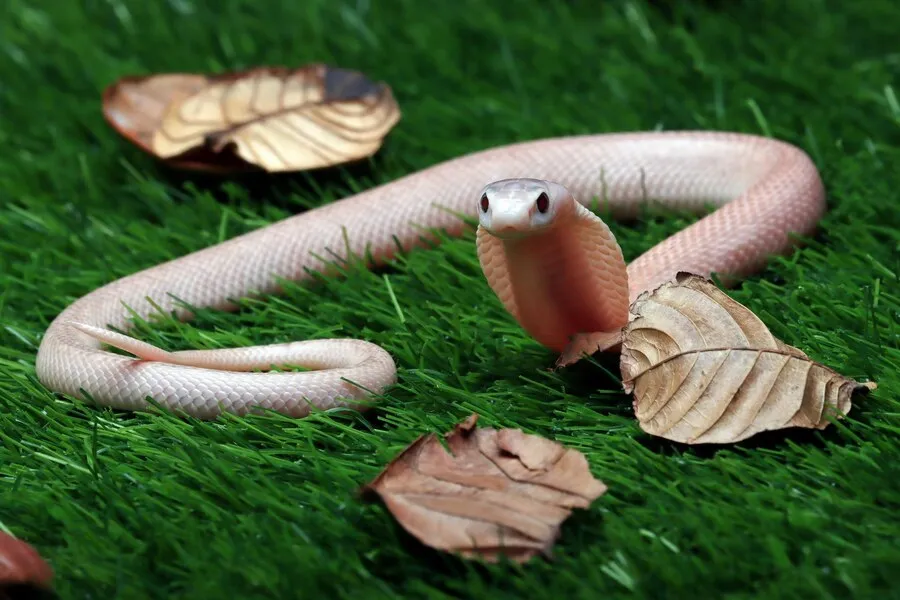 makna seputar hewan masuk rumah © 2024 freepik.com