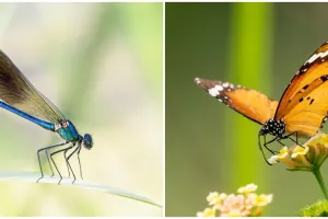 Selain tanda tamu bakal berkunjung, ini 9 makna mitos hewan masuk rumah