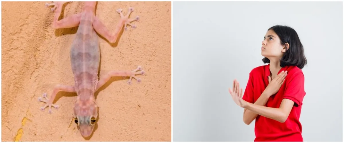 8 Mitos cicak jatuh, benarkah pertanda kesialan?