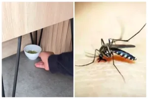 Trik mudah mengusir nyamuk tanpa bikin batuk andalkan 1 jenis rempah