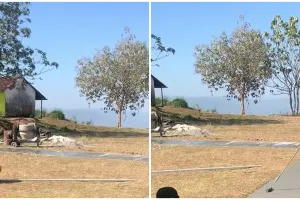 Momen pria mengecor jalan ini definisi aneh tapi nyata, capek-capek kerja endingnya sia-sia