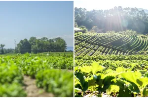 Prabowo sebut swasembada pangan jadi kunci kendalikan inflasi, ini dampak dan strategi penerapannya