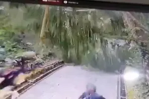 Detik-detik pohon tumbang di Monkey Forest Ubud Bali, tewaskan dua orang turis 