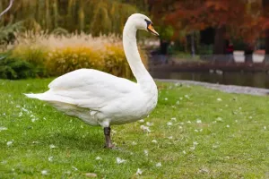 Niatnya buat penelitian tugas sekolah, dua siswa SMP ini temukan senyawa antikanker dari kotoran angsa