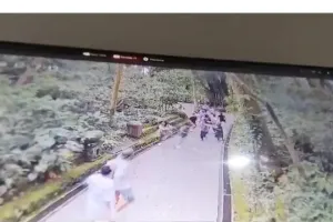 Kronologi detail pohon tumbang di Monkey Forest Bali, korban bertambah jadi 3 WNA