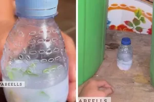 Trik ampuh bikin pengharum ruangan, bisa usir serangga dan awet berminggu-minggu pakai 3 bahan dapur