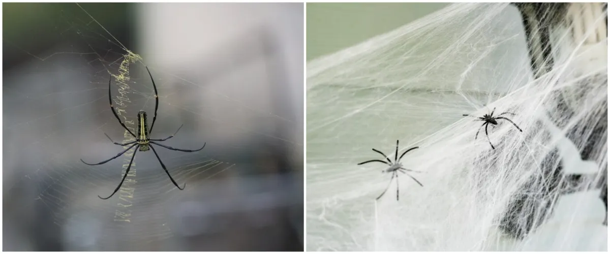 Jadi tanda datangnya rezeki tak terduga, begini 7 mitos seputar laba-laba di rumah