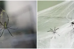 Jadi tanda datangnya rezeki tak terduga, begini 7 mitos seputar laba-laba di rumah